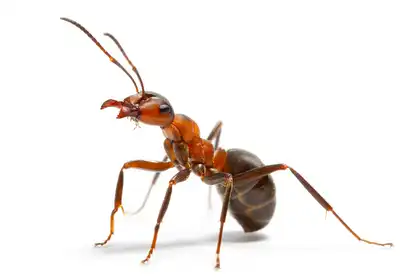 8 Home Remedies to Get Rid of Ants, Naturally